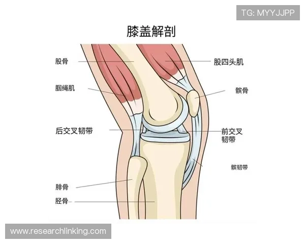 膝盖里的承重梁ACL为何一旦撕裂会让运动员痛苦到近乎崩溃不已